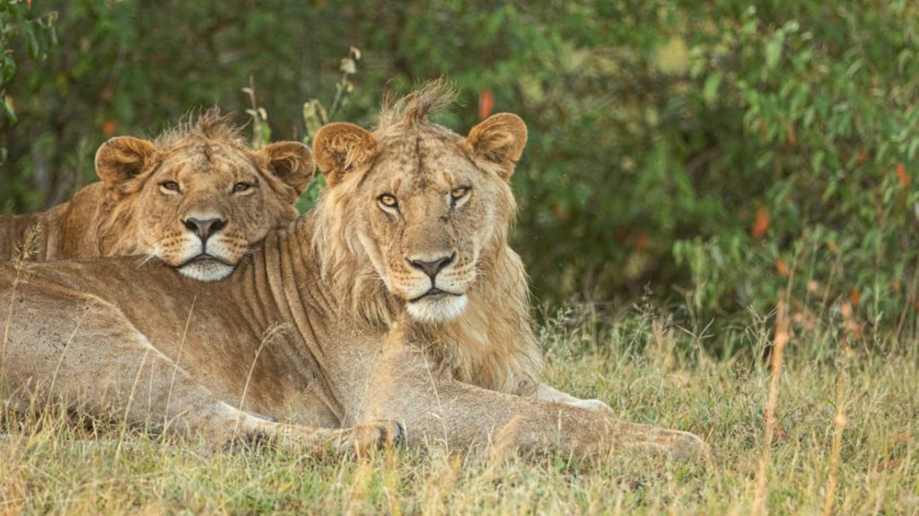 2 male lions