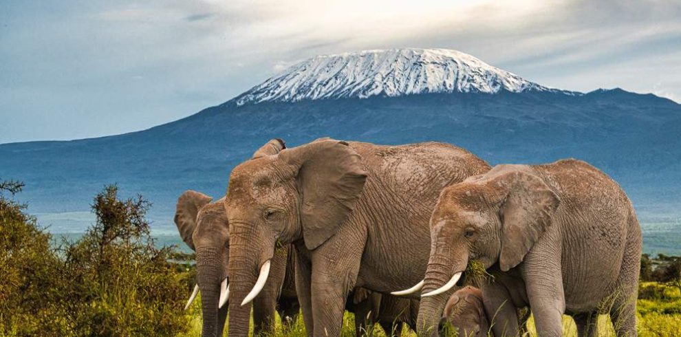 Amboseli_National_Park_057