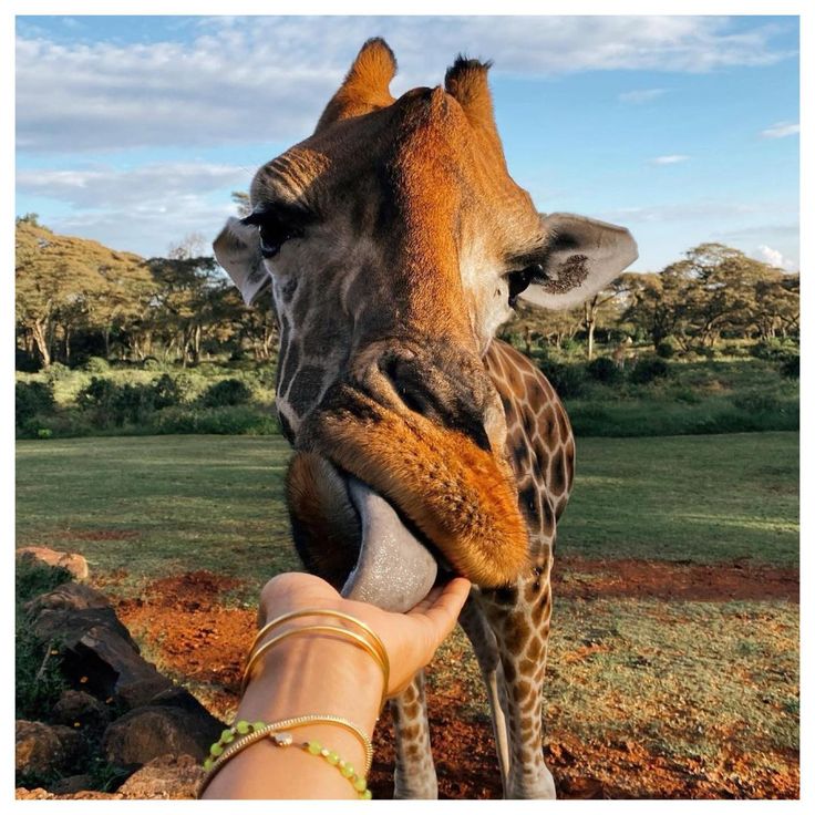 Giraffe Manor, Hotel Nairobi – The Safari Collection