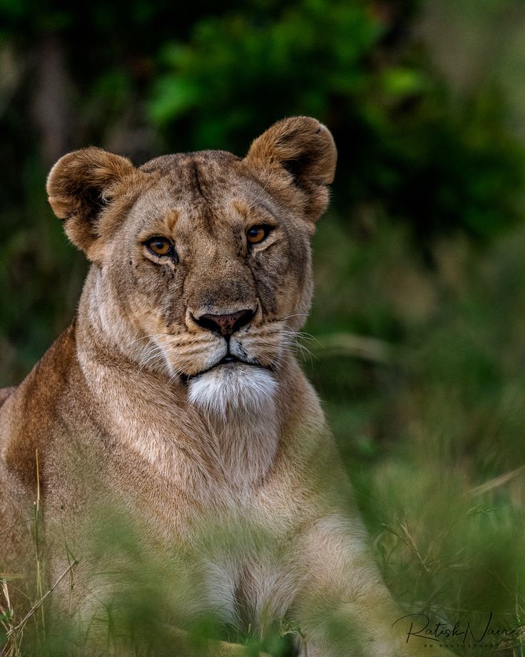 Kenya _ Potrait of a Lioness