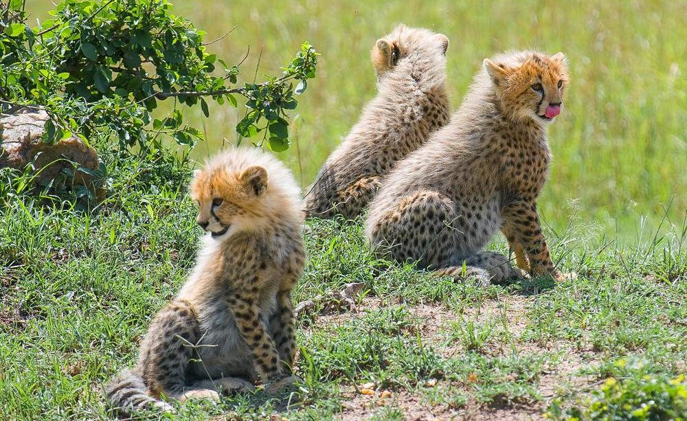 Masai_Mara_National_Reserve_cheetah cubs