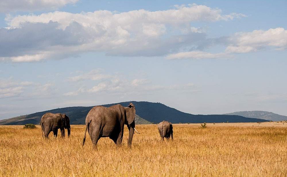 Masai_Mara_National_Reserve_elephants