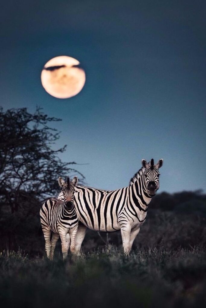 Nights in Namibia