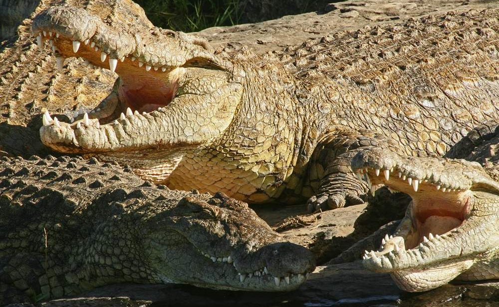 Nile_Crocodiles006