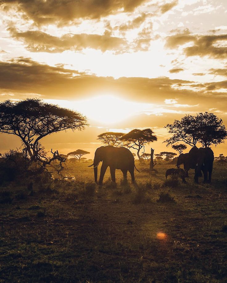This Luxury Safari Brand is Leading The Way in Eco-Tourism