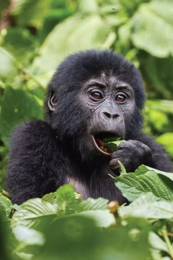 Uganda Gorillas and Lake Bunyonyi Tour