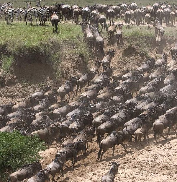 Wildebeest_Masai_Mara_National_Reserve_070