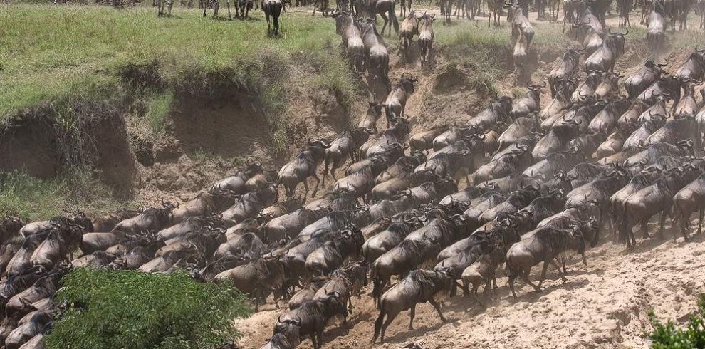 Wildebeest_Masai_Mara_National_Reserve_070