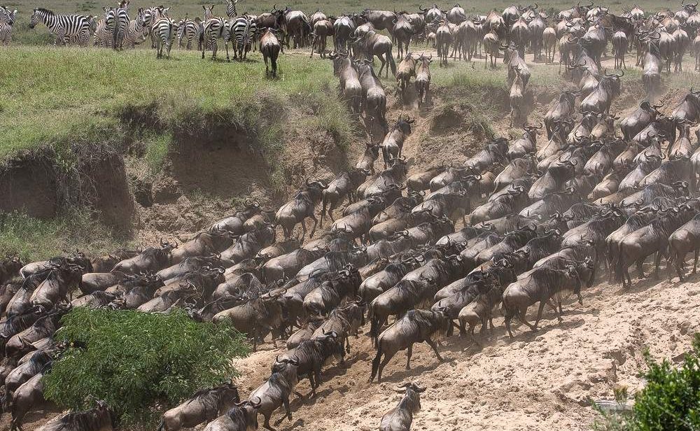 Wildebeest_Masai_Mara_National_Reserve_070