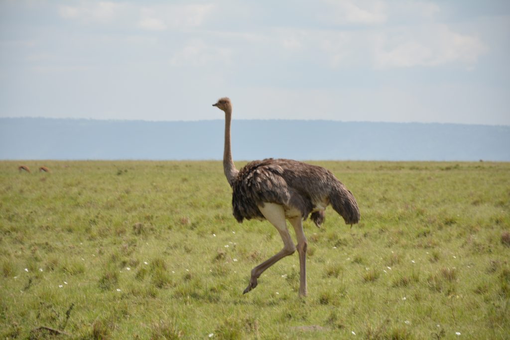 ostrich o1