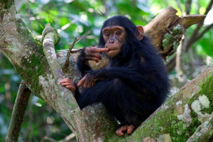 Gorilla & Chimp Trekking Tours & Safaris
