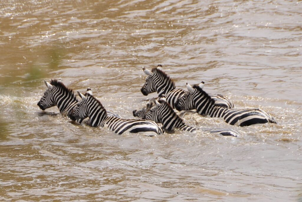 Zebras crossing river mara