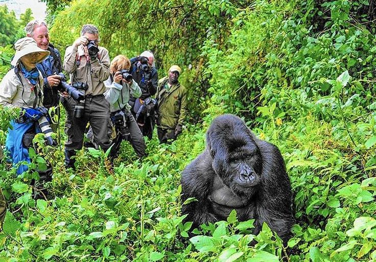 Interested In Gorilla Trekking in Uganda_ Here’s Everything You Need To Know