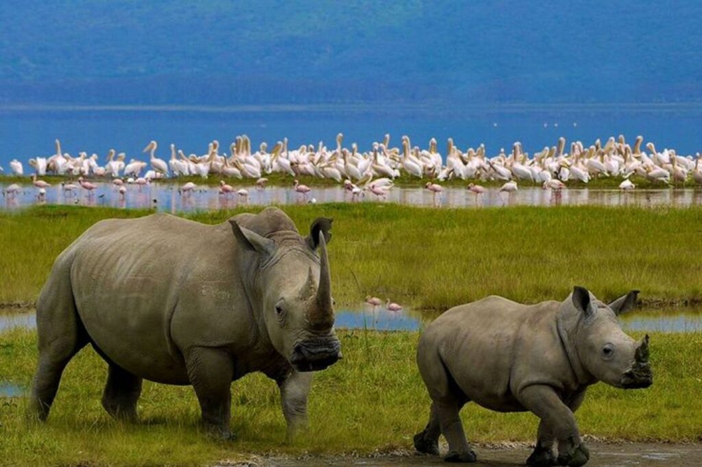 Lake Nakuru national park – The Birders’ Paradise