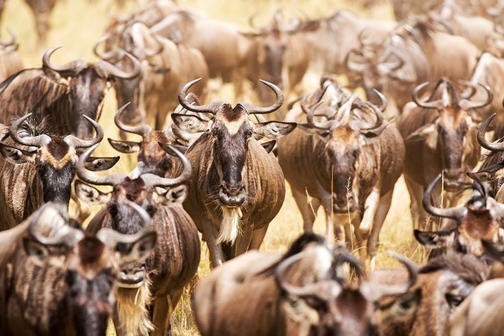 The Great wildebeest Migration