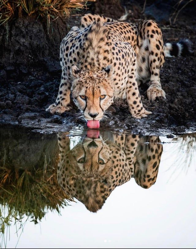 The perfect reflection of a cheetah