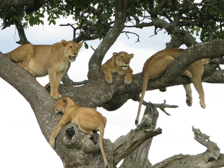 Tree-climbing lions of Lake Manyara national Park…