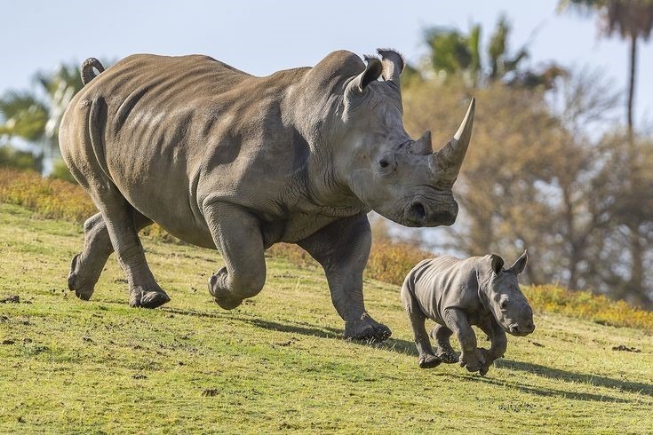 mother and baby rhino