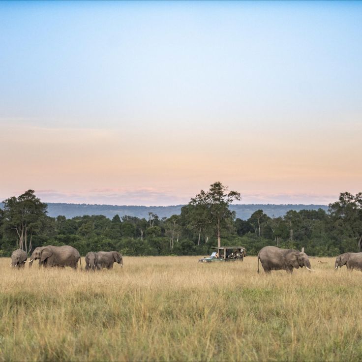 Explore the best of Kenya through safari or cultural experiences_