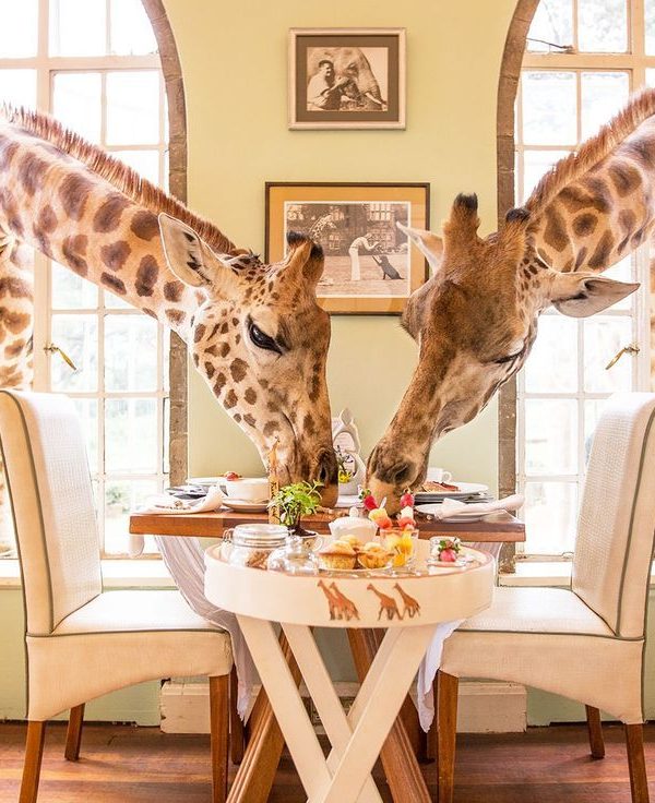 Have fun with the majestic giraffes at the Giraffe Manor in Kenya