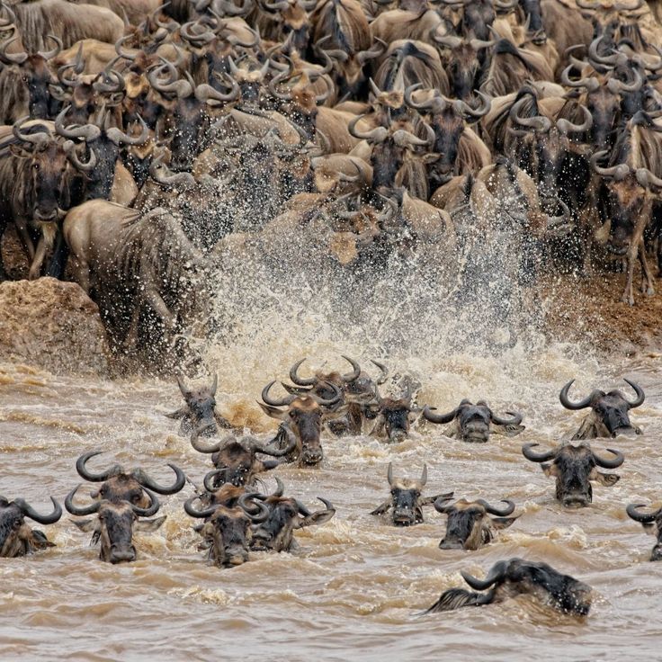 Kenya’s Masai Mara (3)