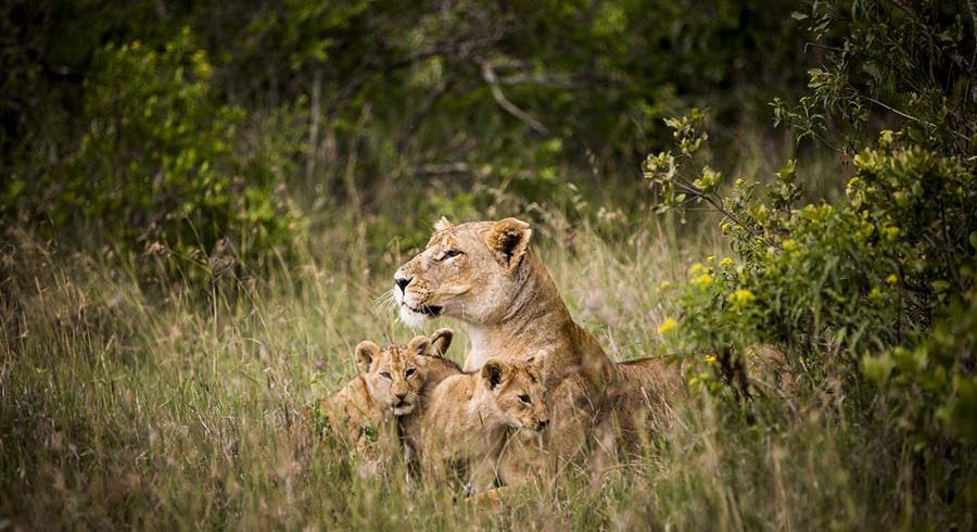 Lioness with her cubs