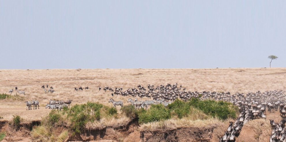 Wildebeests Migration