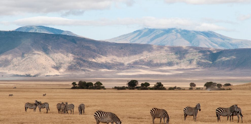 Zeebra in Ngorongoro crater