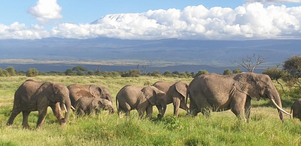 Elephants in Amboseli National Park, Kenya