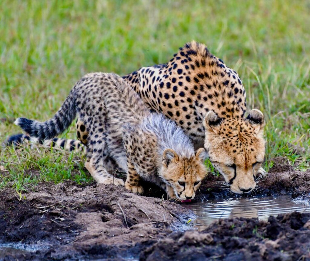 Masai Mara Conservancies Explained (2026–2027 Luxury Safari Guide) 5 Cheetahs in Masai mara 7