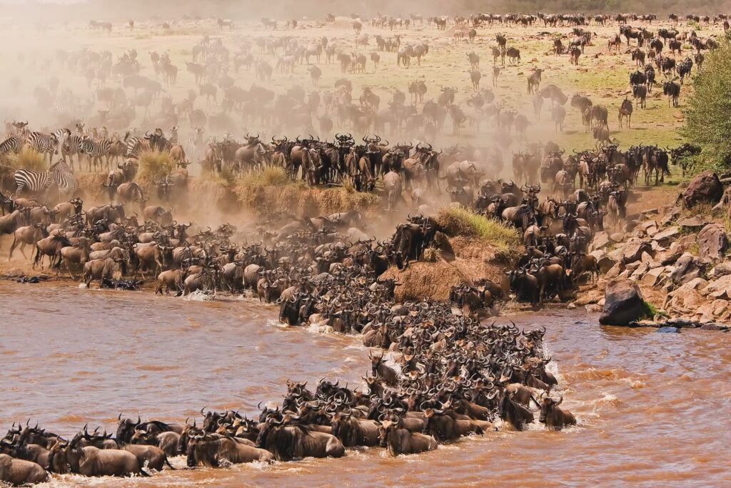 Great Migration in River Mara