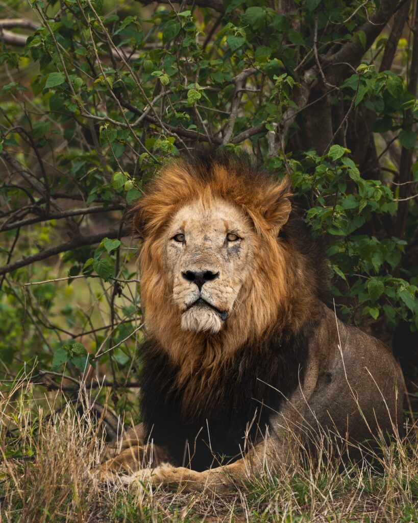 Lion in Amboseli