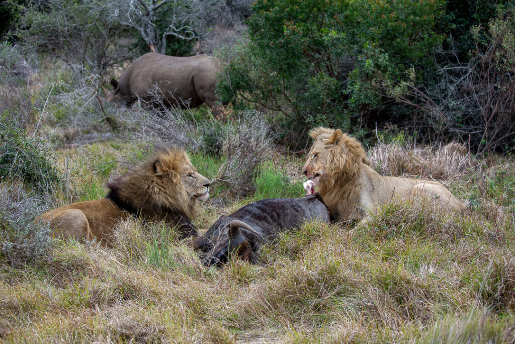Lions feeding in masai mara national reserve