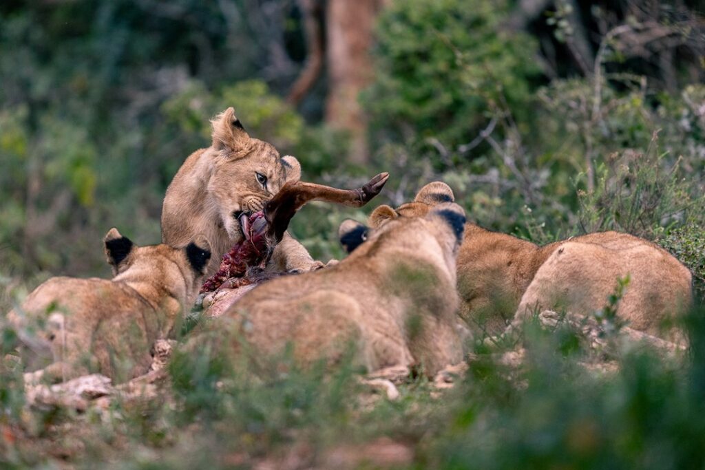 Lions in masai mara 11