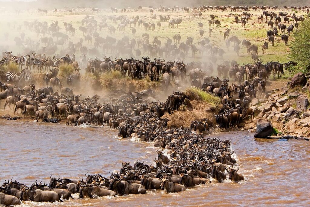 Wildbeast migration in Masai Mara