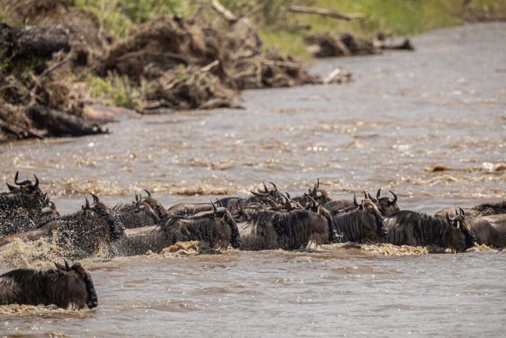 Wildebeest migration in Masai Mara
