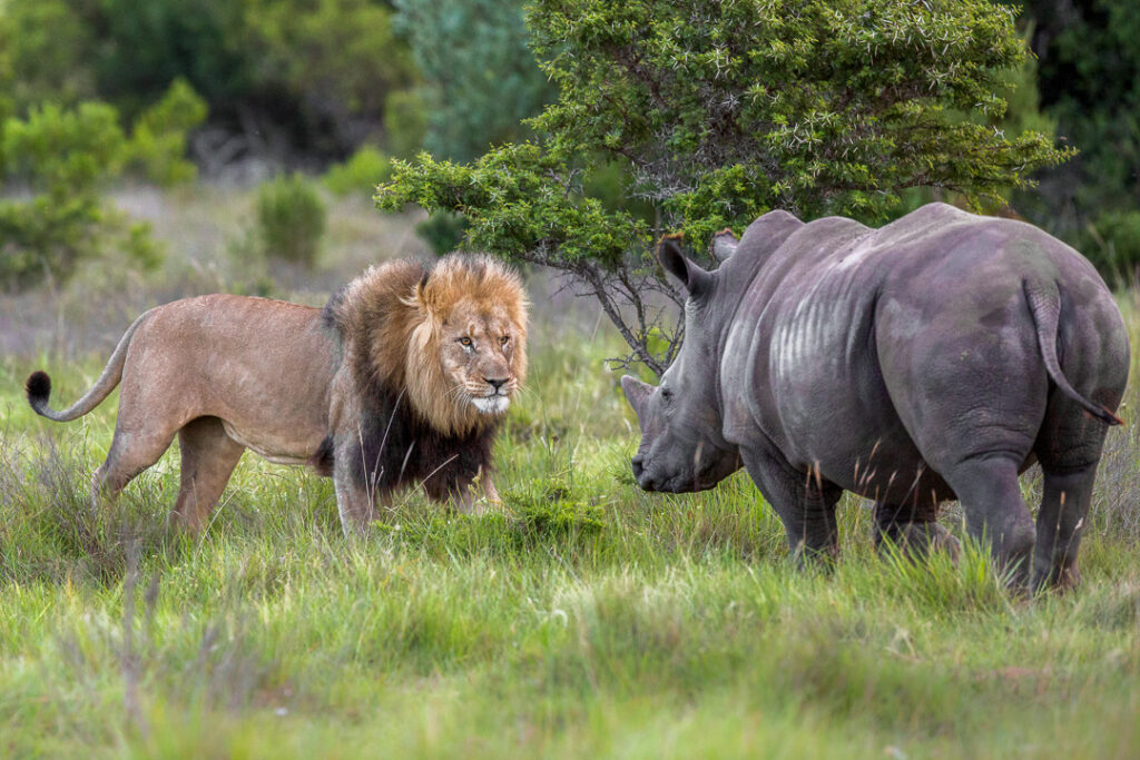 lion and rhino in masai mara national reserve