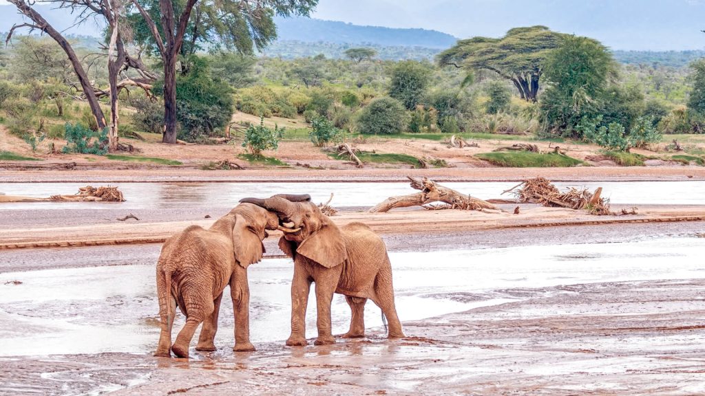 Destinations Samburu Elephants camptrek safaris