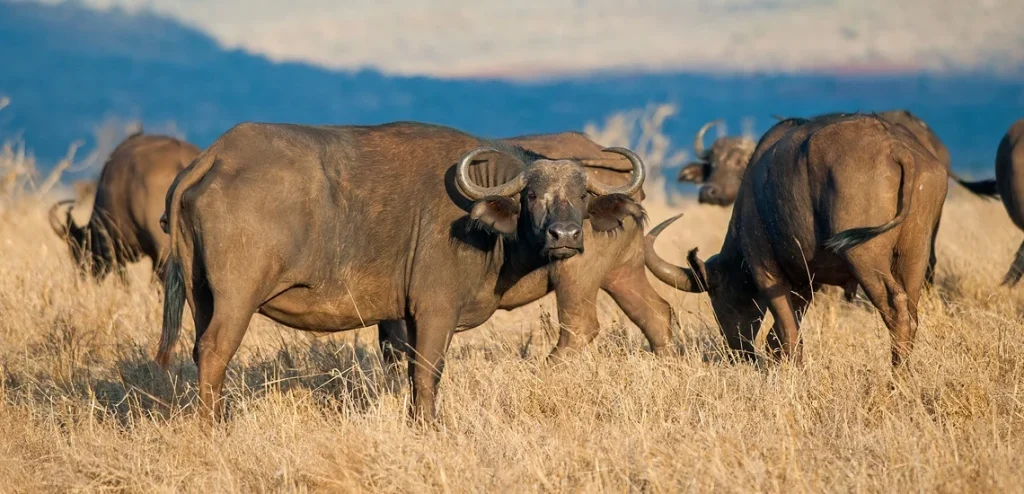 Masai Mara camptrek safaris