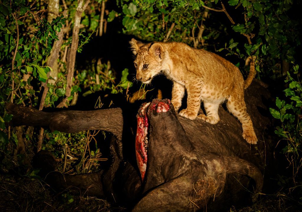 Night Game drives at capmptrek safaris