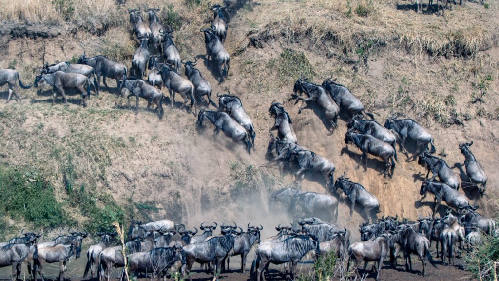 Wildebeest emerging from the river Great migration