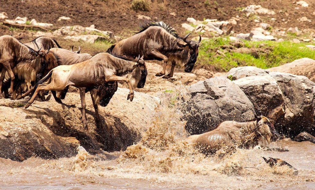 anzania Serengeti MigrationRiverCrossing