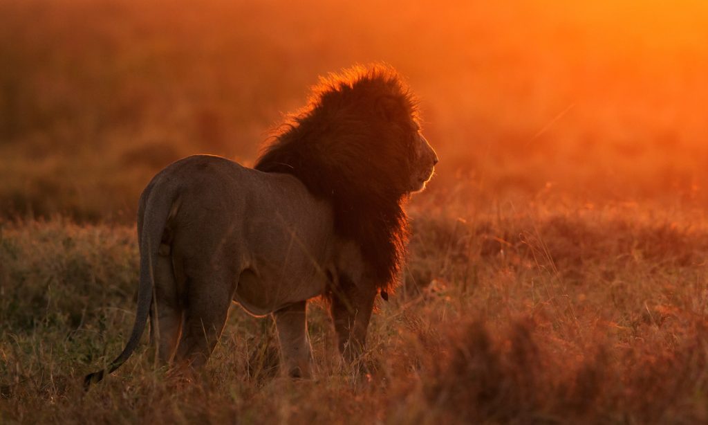 lion sunset maasai mara kenya