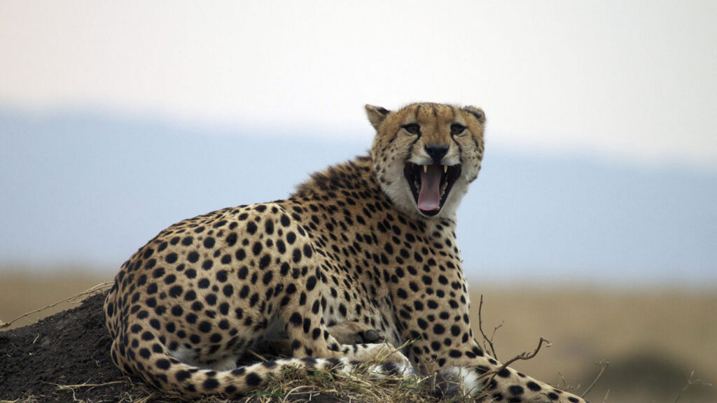 mara intrepids galleryimg 1437