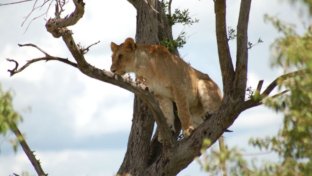 mara intrepids gallerymara pics 034