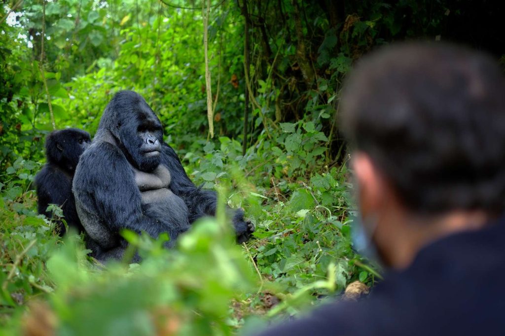 mountain gorilla rwanda