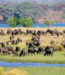 Mana Pools National Park