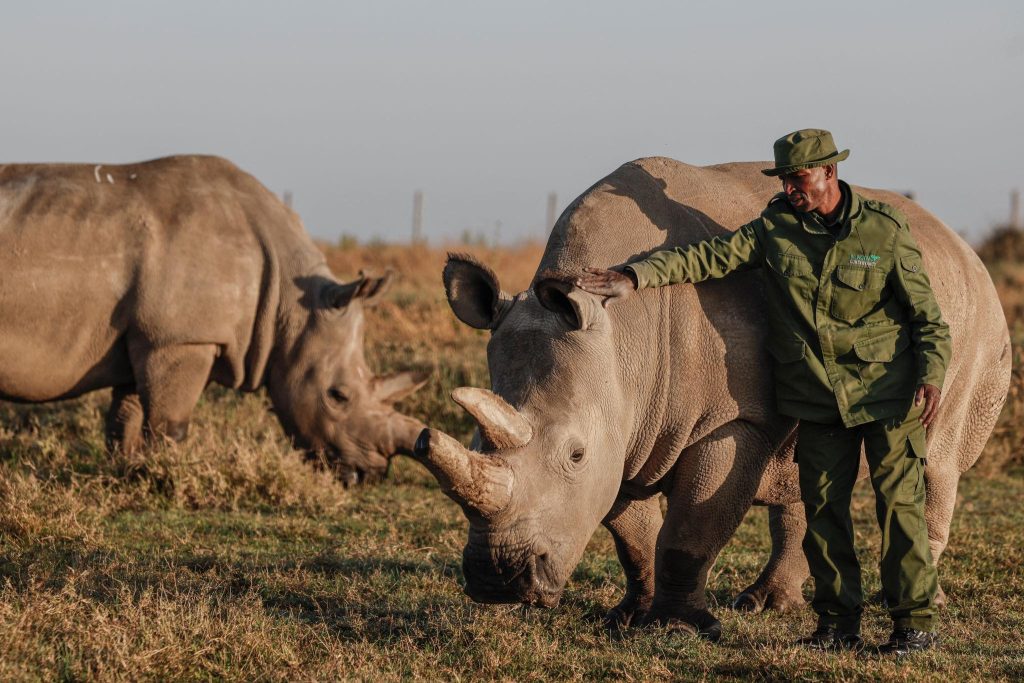 OLPEJETA RHINO