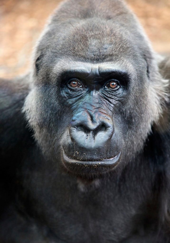 gorilla trekking camptrek