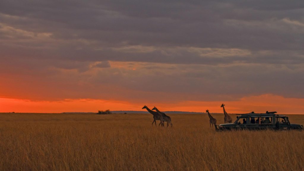 serengerti1111116
